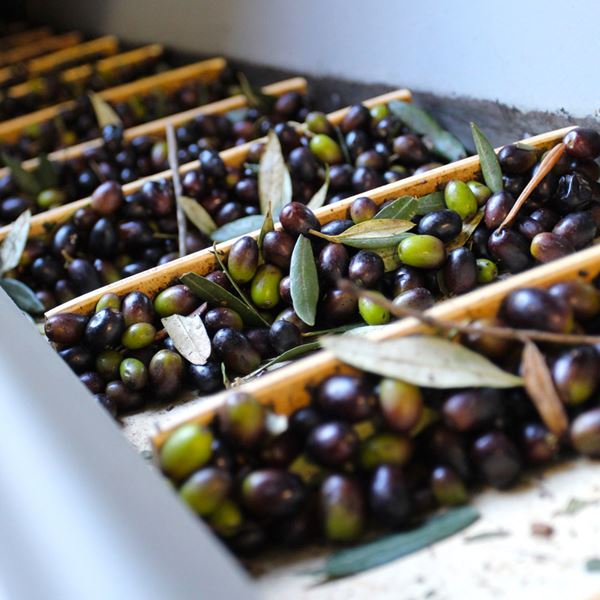 Upcoming Event - Olive Harvest Celebration