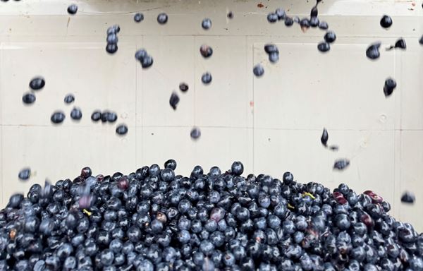 Upcoming Event - Harvest Live! Tour & Tasting