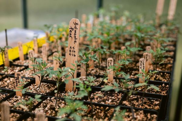 Upcoming Event - Sip & Seed Volunteer Night
